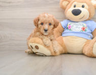 8 week old Poodle Puppy For Sale - Premier Pups