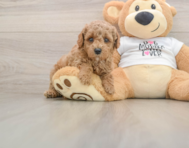 7 week old Poodle Puppy For Sale - Premier Pups