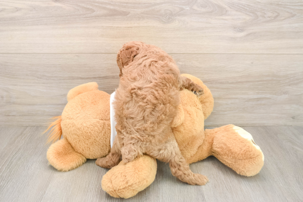 Poodle Pup Being Cute