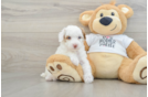 Playful Poodle Baby