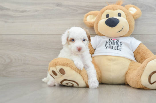 Playful Poodle Baby