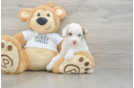 Poodle Puppy for Adoption