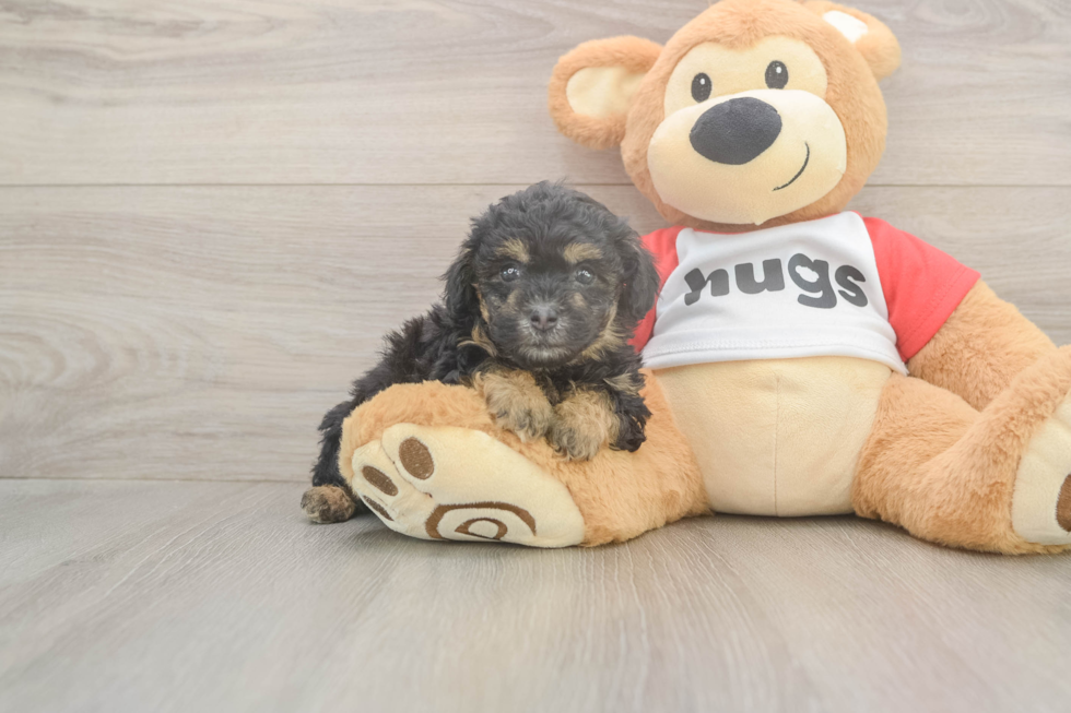 Best Poodle Baby