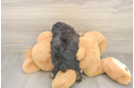 Popular Poodle Baby