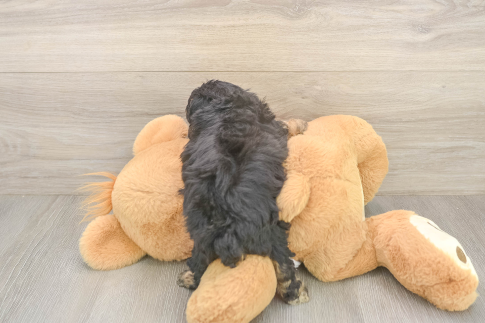 Popular Poodle Baby