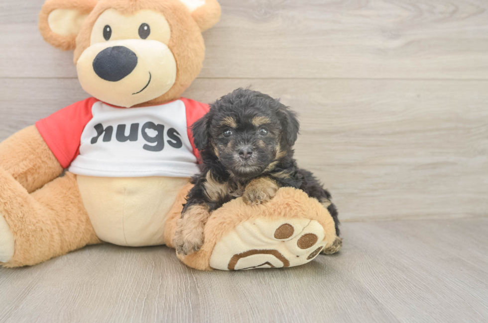 5 week old Poodle Puppy For Sale - Premier Pups