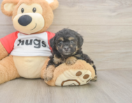 7 week old Poodle Puppy For Sale - Premier Pups 7 week old Poodle Puppy For Sale - Premier Pups