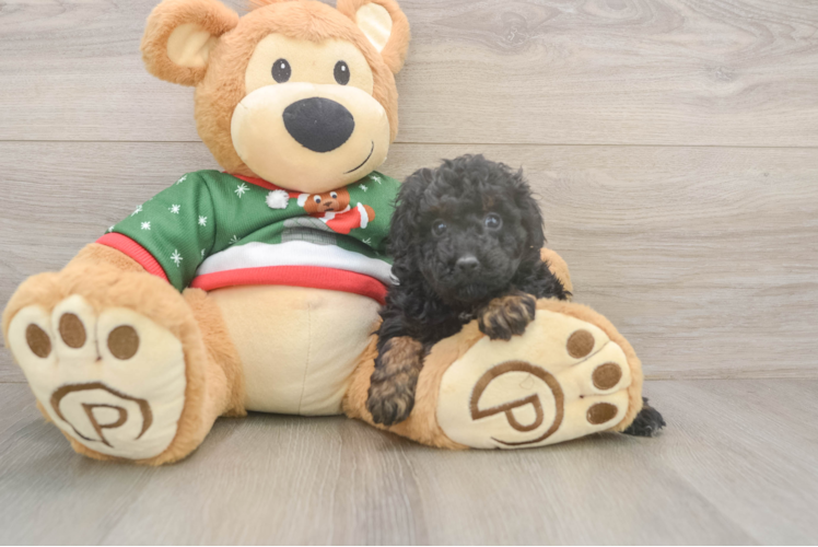 Little Poodle Purebred Pup