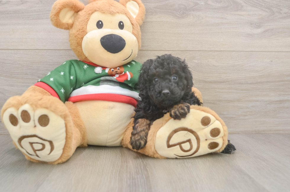 5 week old Poodle Puppy For Sale - Premier Pups