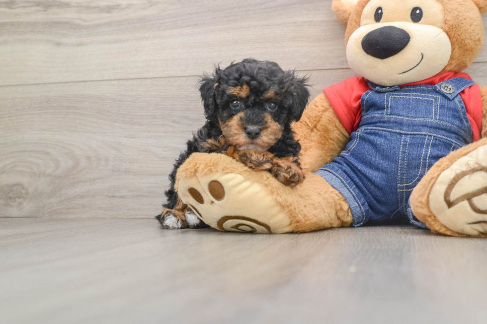 Poodle Puppy for Adoption