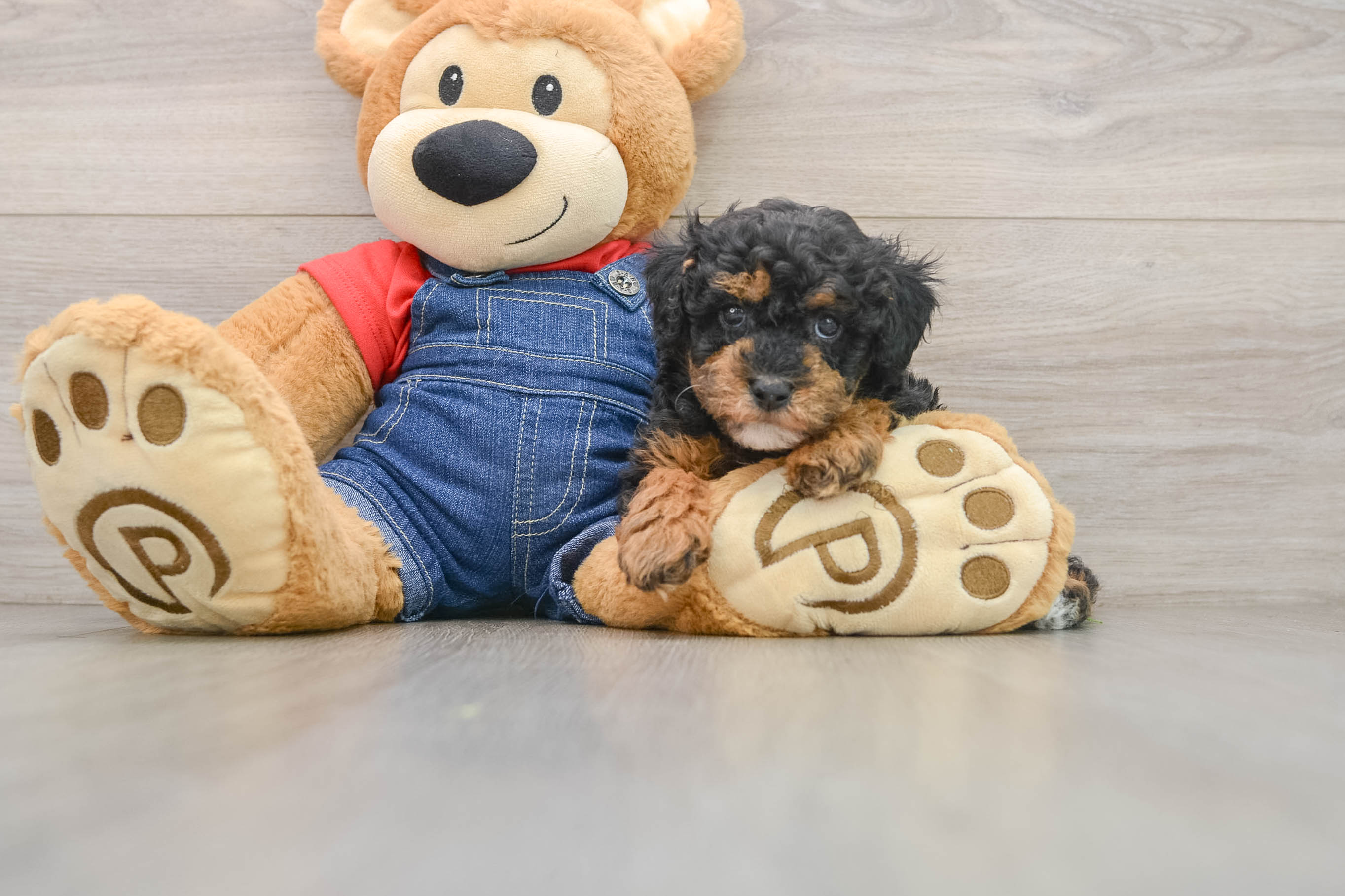 Happy Caniche Purebred Puppy