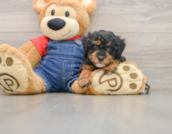 7 week old Poodle Puppy For Sale - Premier Pups