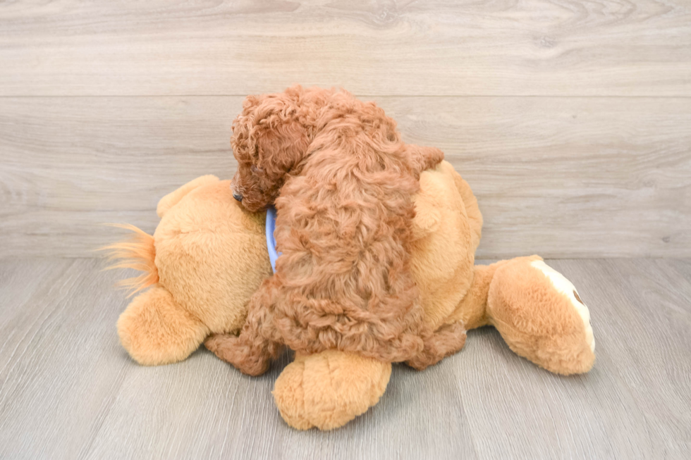 Sweet Pudel Purebred Puppy