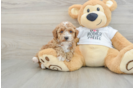 Poodle Pup Being Cute