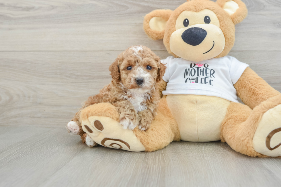 Poodle Pup Being Cute