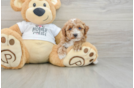 Playful Poodle Baby
