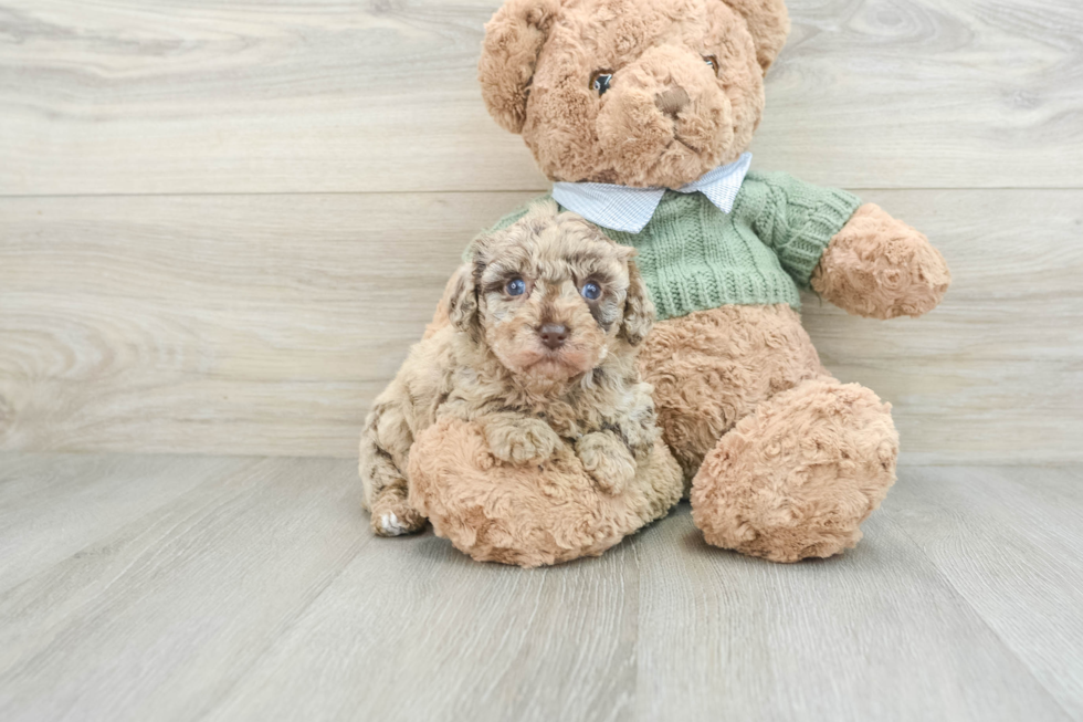 Poodle Puppy for Adoption