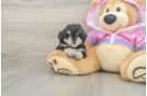 Sweet Toy Poodle Purebred Puppy