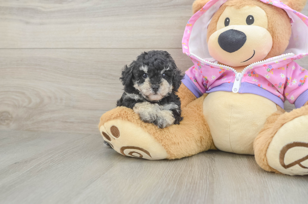 5 week old Poodle Puppy For Sale - Premier Pups