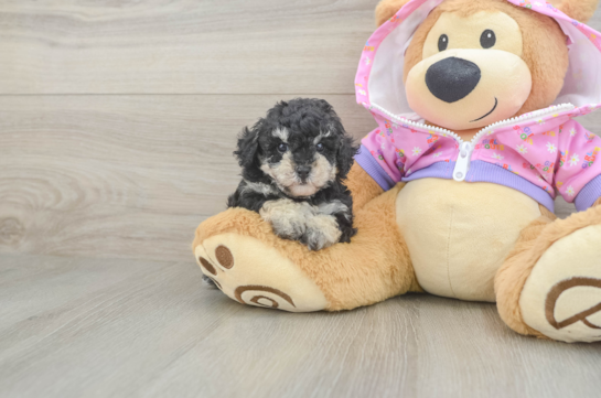 Sweet Toy Poodle Purebred Puppy