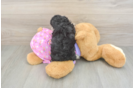 Akc Registered Poodle Purebred Pup