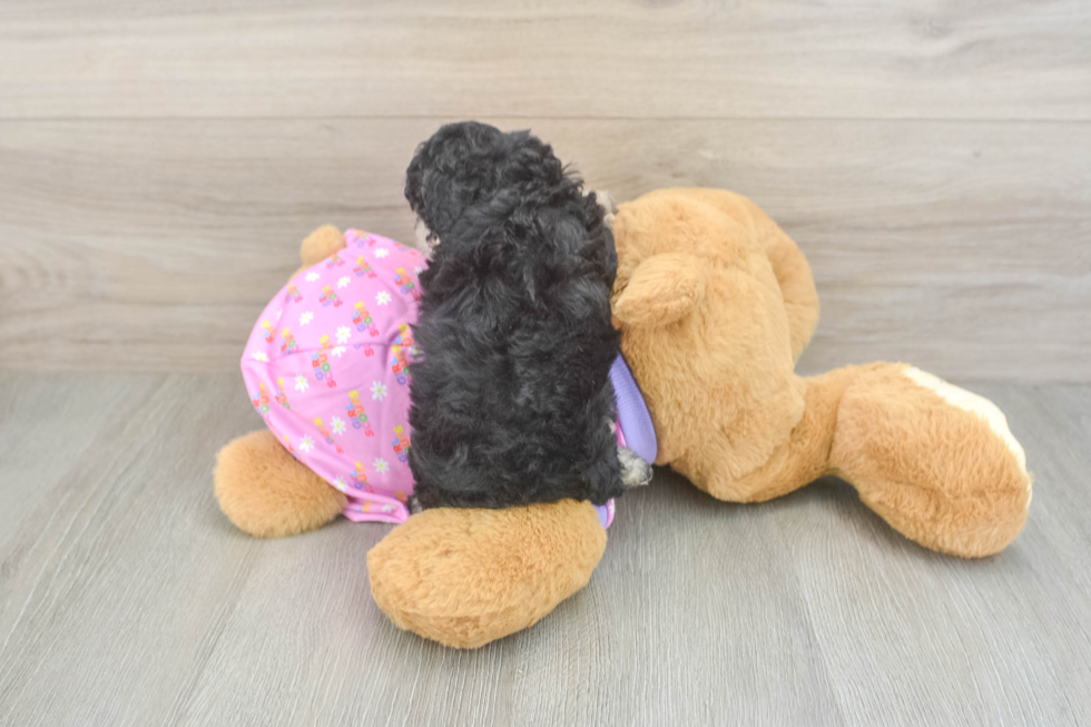 Akc Registered Poodle Purebred Pup