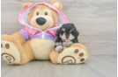 Fluffy Caniche Purebred Puppy