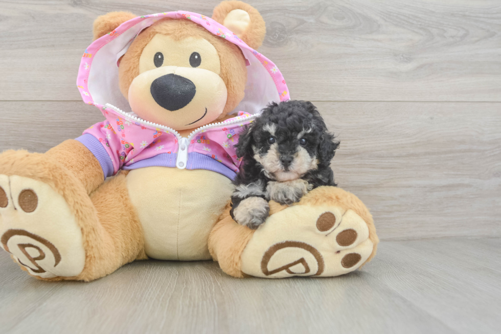 Fluffy Caniche Purebred Puppy