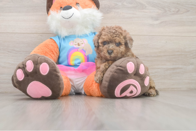 Smart Pudle Purebred Puppy