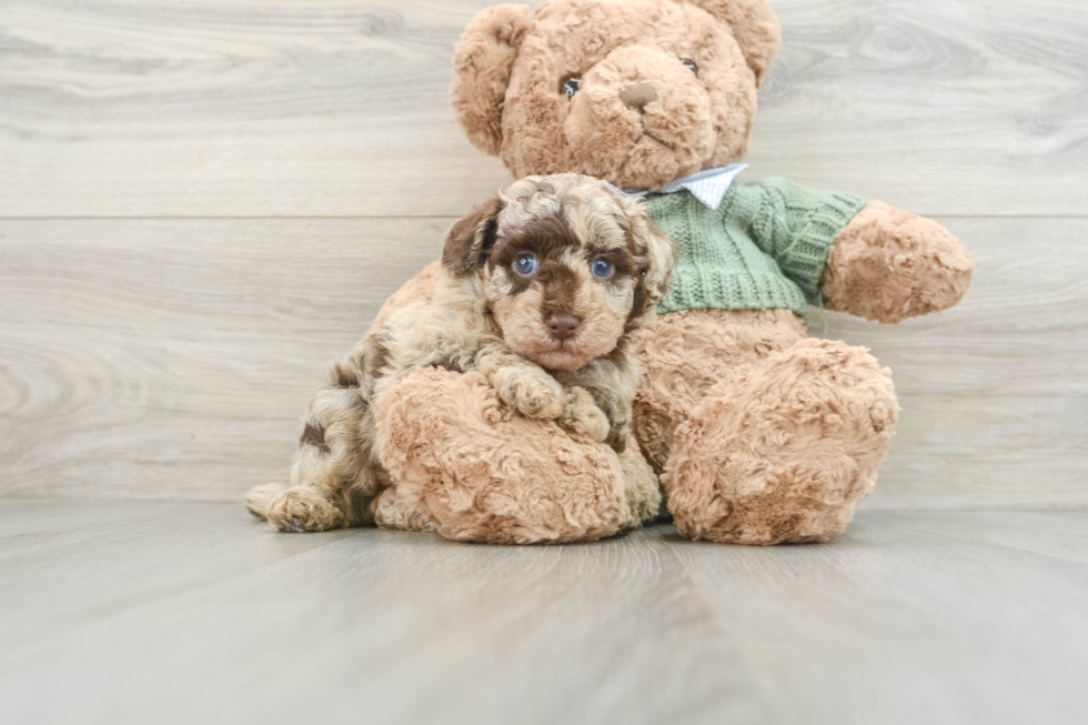 Poodle Pup Being Cute