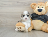 7 week old Poodle Puppy For Sale - Premier Pups