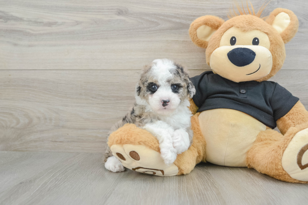 Poodle Pup Being Cute