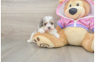 Little Poodle Baby