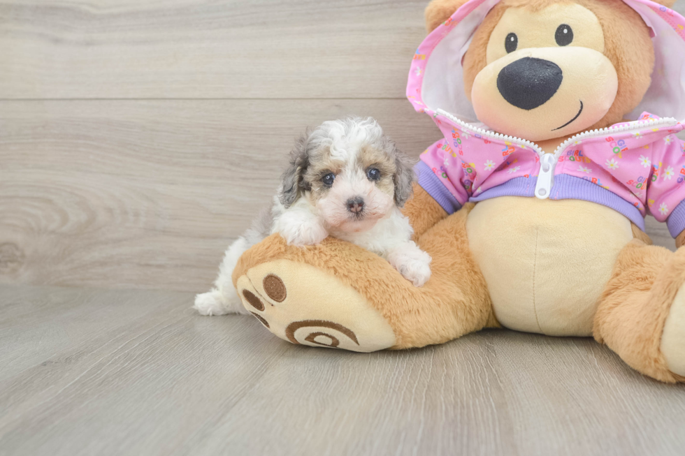 Little Poodle Baby