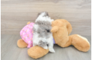 Best Poodle Baby