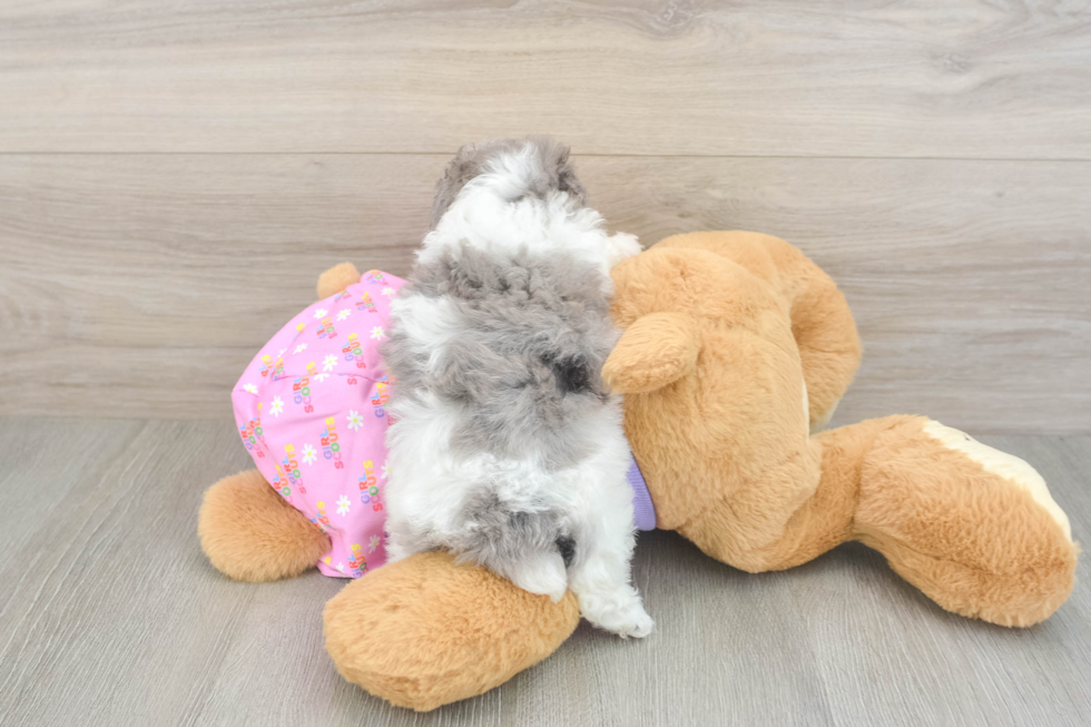 Best Poodle Baby