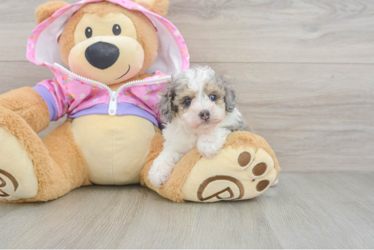 Funny Poodle Baby