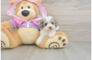 Funny Poodle Baby