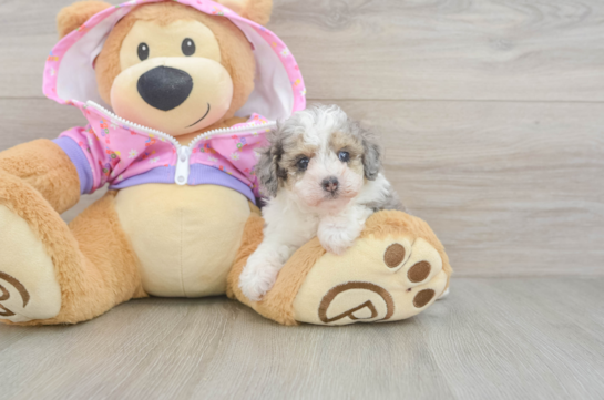 Funny Poodle Baby