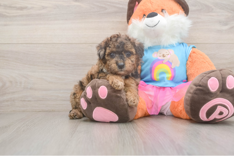 Poodle Pup Being Cute