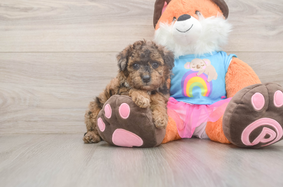 5 week old Poodle Puppy For Sale - Premier Pups