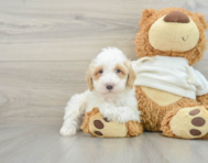 8 week old Poodle Puppy For Sale - Premier Pups