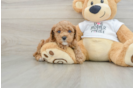 Little Poodle Baby