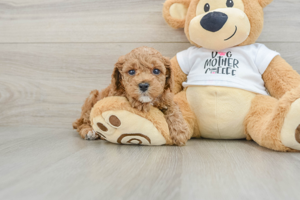 Little Poodle Baby