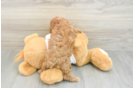 Poodle Pup Being Cute