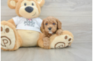Hypoallergenic Poodle Baby
