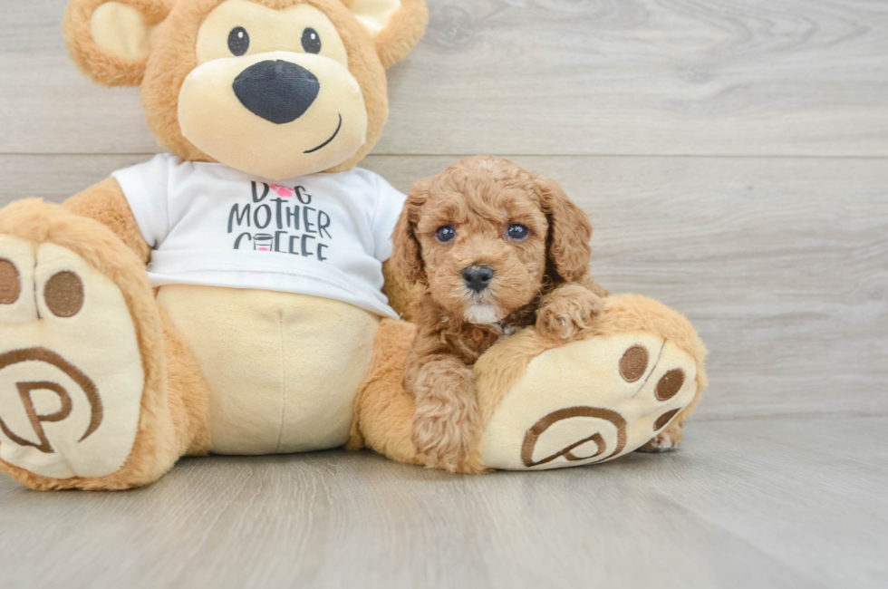 5 week old Poodle Puppy For Sale - Premier Pups
