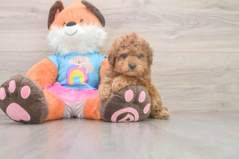 5 week old Poodle Puppy For Sale - Premier Pups