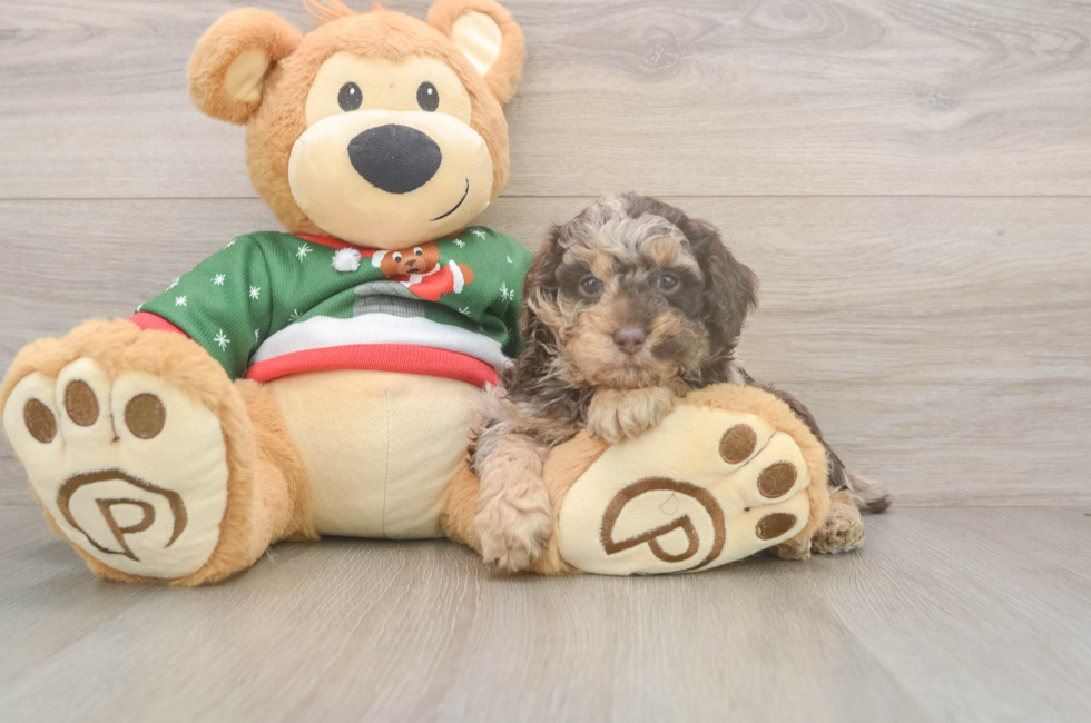 5 week old Poodle Puppy For Sale - Premier Pups