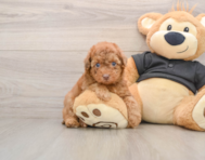 7 week old Poodle Puppy For Sale - Premier Pups